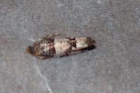 Notocelia incarnatana