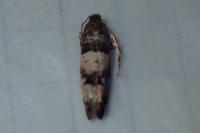 Notocelia incarnatana
