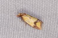 Agapeta zoegana