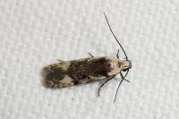 Carpatolechia decorella