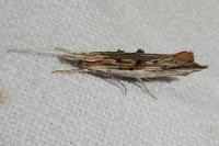 Ypsolopha scabrella