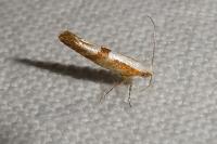 Argyresthia pruniella