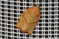 Pandemis corylana