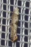 Paraswammerdamia albicapitella