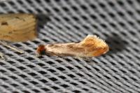 Tinea semifulvella