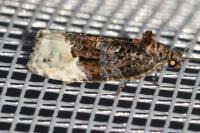 Apotomis betuletana