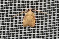 Carcina quercana