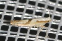 Argyresthia bonnetella
