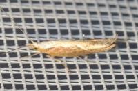Ypsolopha dentella