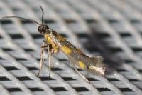 Euspilapteryx auroguttella