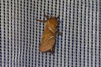 Triodia sylvina
