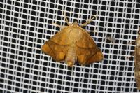 Apoda limacodes