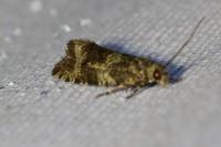 Celypha lacunana