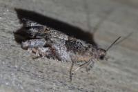 Rhopobota naevana