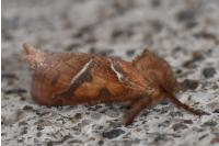 Triodia sylvina