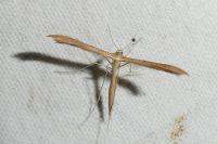 Stenoptilia