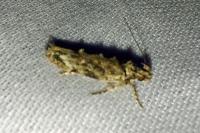 Psoricoptera gibbosella