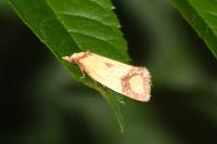 Agapeta zoegana