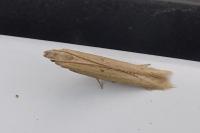 Batrachedra parvulipunctella