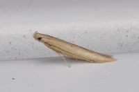 Batrachedra parvulipunctella