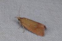 Celypha rufana