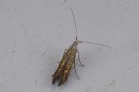 Coleophora limoniella