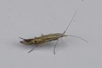 Coleophora limoniella