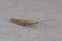 Coleophora salicorniae