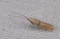 Coleophora salicorniae