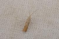 Coleophora salicorniae