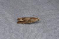 Eucosma conterminana