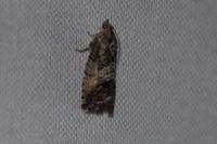 Cydia splendana