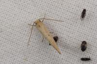 Myrmecozela ataxella