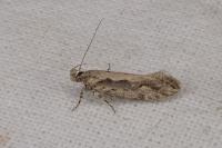 Ornativalva plutelliformis