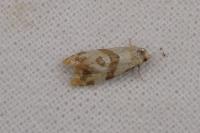 Phalonidia contractana