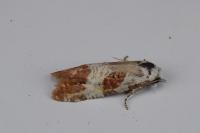 Phtheochroa fulvicinctana
