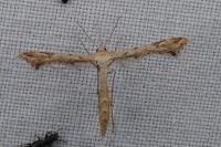 Platyptilia