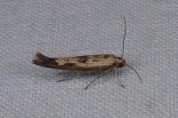 Scythris limbella