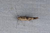 Scythris limbella