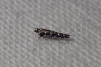 Parectopa ononidis