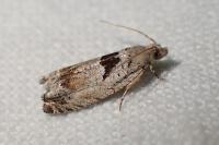 Epinotia ramella