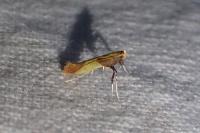Caloptilia alchimiella