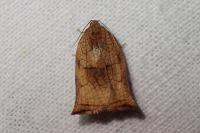 Archips podana