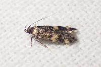 Oegoconia