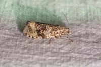 Celypha lacunana