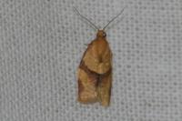 Clepsis consimilana