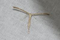 Emmelina monodactyla