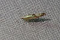 Argyresthia