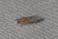 Phyllonorycter harrisella