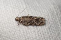 Psoricoptera gibbosella